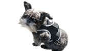 Portable Collar Electronic Pet Tracking Devices Realtime GPS Tracker Size:L