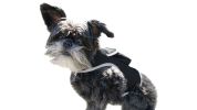 Portable Pocket Mobile Pet Tracker GPS Waterproof Collar Mount Locator Size:L