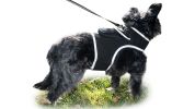 Portable Realtime GPS Pet Locator Rechargeable Pocket Tracking Device Size:L