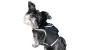 Portable Cat Tracker GPS Waterproof Motion Detect Pet Tracking Device Size:L